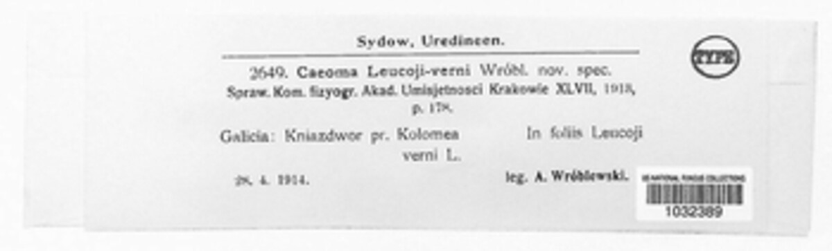 Caeoma image